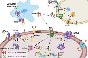 Extracellular vesicles from L. paracasei improve neuroinflammation, GABA neurotransmission and motor incoordination in hyperammonemic rats