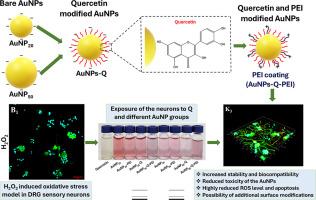 Quercetin/Polyethyleneimine Modified Gold Nanoconjugates Inhibit Apoptosis and ROS Production Induced by Hydrogen Peroxide in DRG Sensory Neurons