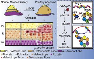 Prenatal p25-activated Cdk5 induces pituitary tumorigenesis through MCM2 phosphorylation-mediated cell proliferation