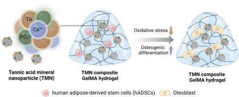 Biomimetic composite gelatin methacryloyl hydrogels for improving survival and osteogenesis of human adipose-derived stem cells in 3D microenvironment