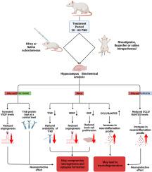 Homocysteine decreases VEGF, EGF, and TrkB levels and increases CCL5/RANTES in the hippocampus: Neuroprotective effects of rivastigmine and ibuprofen