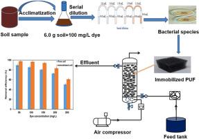 Bioremediation of textile wastewater using Bacillus cereus isolated from refinery site: Comparative analysis of free and immobilized cells systems