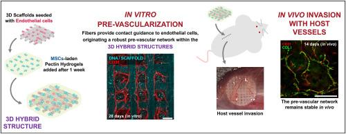 A hybrid construct with tailored 3D structure for directing pre-vascularization in engineered tissues