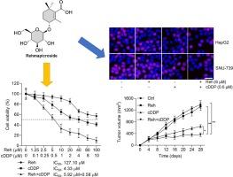 Targeting suppression of AKT activation boosts chemosensitivity of hepatocarcinoma cells via regulation of inflammation and metastasis: Functional protection of Rehmapicroside