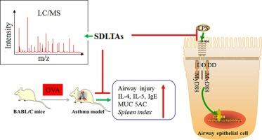 Sophora davidii Hance leaves total alkaloids (SDLTAs) alleviate asthma through inhibiting airway inflammation and regulating TLR4/MyD88/c-Jun pathway based on systematic pharmacology and molecular docking