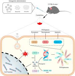 Silicon dioxide particles induce DNA oxidative damage activating the AIM2-mediated PANoptosis in mice cerebellum