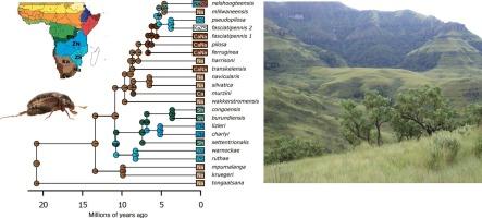 Museomics reveal origins of East African Pleophylla forest chafers and Miocene forest connectivity