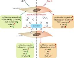 The Grifola frondosa-derived ACE inhibitory peptide attenuated the exosomes-mediated phenotype transformation of vascular smooth muscle cells