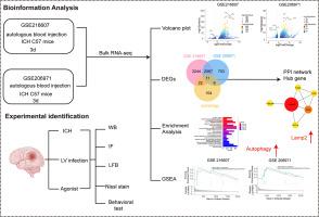 Activation of chaperone-mediated autophagy exerting neuroprotection effect on intracerebral hemorrhage-induced neuronal injury by targeting Lamp2a