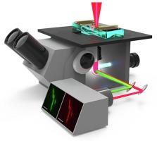 Temperature-jump microscopy and interaction of Hsp70 heat shock protein with a client protein in vivo