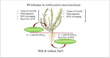 Lead tolerance and accumulation in Arthrocaulon macrostachyum: Growth, physiological and antioxidant responses