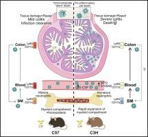 Impaired neutrophil migration underpins host susceptibility to infectious colitis