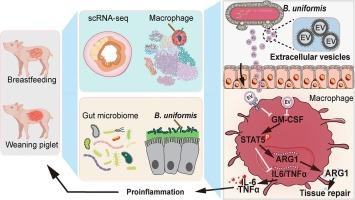 Extracellular vesicles of Bacteroides uniformis induce M1 macrophage polarization and aggravate gut inflammation during weaning