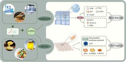 Biologically synthesized 10-Hydroxy-2-Decenoic acid activates cornified envelope formation via PPARα signaling, and regulates oxidative respiratory chain to improve mitochondrial function