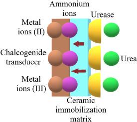 Urea biosensors based in zeolites and chalcogenide-oxide semiconductor thin films as active materials: A review