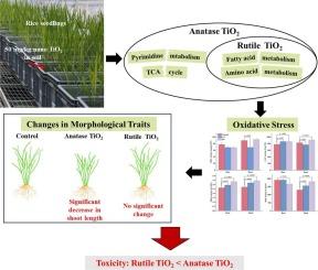 A multi-omics approach reveals differences in toxicity and mechanisms in rice (Oryza sativa L.) exposed to anatase or rutile TiO2 nanoparticles