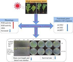 Soybean gene GmMLP34 regulates Arabidopsis negative response to high temperature stress