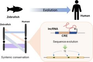 Syntenic lncRNA locus exhibits DNA regulatory functions with sequence evolution