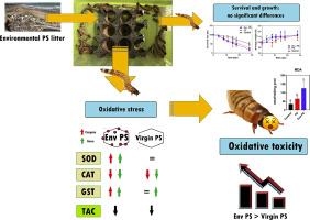 Assessing the impact of weathered polystyrene collected from the marine environment on oxidative stress responses in Zophobas morio larvae: A preliminary study
