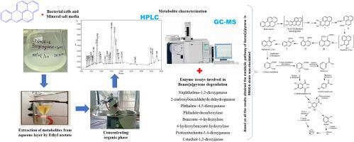 Metabolism of Benzo[a]pyrene by Paenibacillus sp. PRNK-6 through novel metabolite phenalene-1,9-dicarboxylic acid