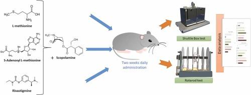 Can L-Methionine and S-Adenosyl-L-Methionine Effectively Mitigate Scopolamine-Induced Cognitive and Motor Deficits in Mice?