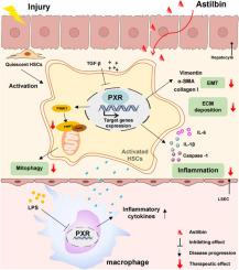 Astilbin alleviates hepatic fibrosis through PXR-PINK1/Parkin pathway: A new strategy by regulating hepatic stellate cells-macrophage crosstalk