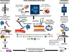 Tick salivary proteome and lipidome with low glycan content correlate with allergic type reactions in the zebrafish model