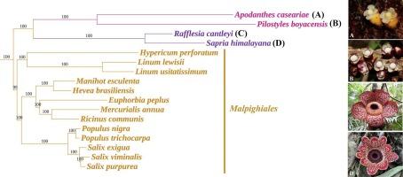 Back together: Over 1000 single-copy nuclear loci and reproductive features support the holoendoparasitic Apodanthaceae and Rafflesiaceae as sister lineages in the order Malpighiales