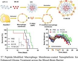 T7 Peptide-modified macrophage membrane-coated nanoplatform for enhanced glioma treatment