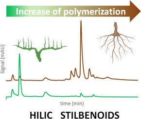 Separation of polyphenols by HILIC methods with diode array detection, charged aerosol detection and mass spectrometry: Application to grapevine extracts rich in stilbenoids