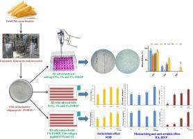 Evaluation of swim bladder-derived oligopeptides on skin nutrition and health in vitro