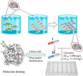 Curcumin is an efficacious therapeutic agent against Chilodonella uncinata via interaction with tubulin alpha chain as protein target