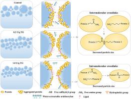 Elucidating the gas cell stabilization mechanism of buckwheat-wheat steamed bread induced by transglutaminase: A focus on the foaming and air-water interfacial properties of dough liquor