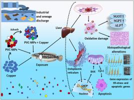 “Copper-loaded microplastics unleash endoplasmic reticulum stress-driven liver apoptosis in fish Channa punctatus”