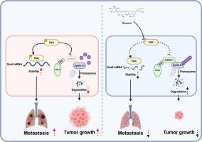 Diosmin reduces the stability of Snail and Cyclin D1 by targeting FAK to inhibit NSCLC progression