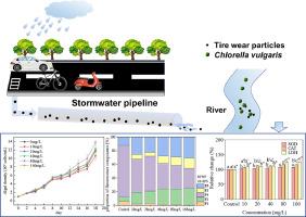 Effects of Tire Wear Particle on growth, extracellular polymeric substance production and oxidation stress of algae Chlorella vulgaris: performance and mechanism