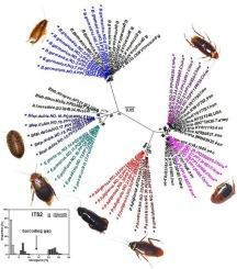 Classification, identification, and DNA barcoding study for common cockroach species (Dictyoptera: Blattaria) from China