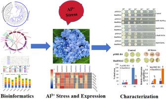 Genome wide analysis of HMA gene family in Hydrangea macrophylla and characterization of HmHMA2 in response to aluminum stress