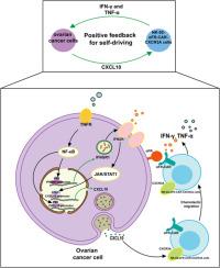 Construction of self-driving anti-αFR CAR-engineered NK cells based on IFN-γ and TNF-α synergistically induced high expression of CXCL10