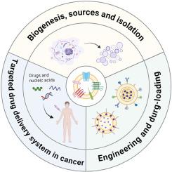 Extracellular vesicle-based drug delivery systems in cancer