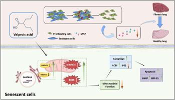 Targeted apoptosis of senescent cells by valproic acid alleviates therapy-induced cellular senescence and lung aging