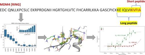 Rational design, synthesis, and biophysical characterization of a peptidic MDM2-MDM4 interaction inhibitor