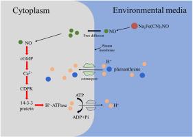 Regulation mechanism of exogenous nitric oxide on phenanthrene uptake by ryegrass roots