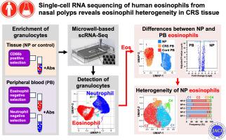 Single cell RNA sequencing of human eosinophils from nasal polyps reveals eosinophil heterogeneity in chronic rhinosinusitis tissue