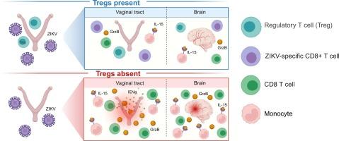 Regulatory T cells restrict immunity and pathology in distal tissue sites following a localized infection