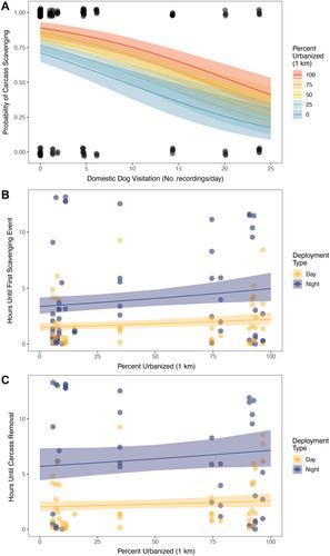 Urbanization alters sandy beach scavenging assemblages and dogs suppress ecosystem function