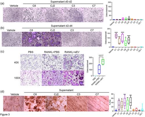 HTLV-1 infected T cells cause bone loss via small extracellular vesicles