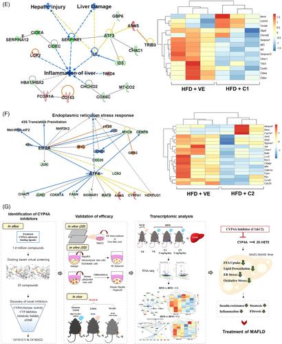 Discovery of a selective cytochrome P450 4A inhibitor for the treatment of metabolic dysfunction-associated fatty liver disease