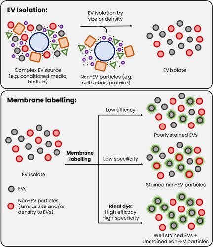 Shining a light on fluorescent EV dyes: Evaluating efficacy, specificity and suitability by nano-flow cytometry