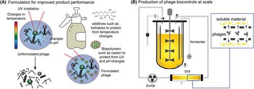 Strategies for the biocontrol Pseudomonas infections pre-fruit harvest